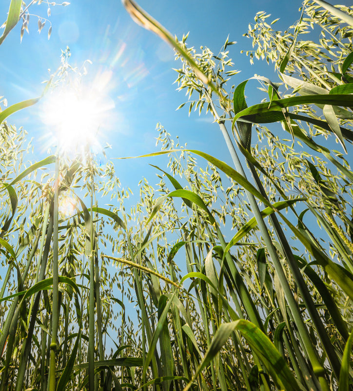 The Future Of Oats
